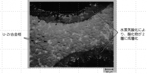 図３(d)　U-Zr-O溶融凝固物の拡大BSI