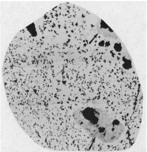 図４　TMI-2下部プレナムデブリ中で空隙が多かった部位の拡大断面のBSE像